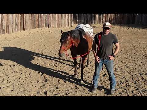 Horse Buying 101: Vet Check & Pre Purchase Exam | Assessing Health & Suitability | Lazy Oaks Ranch