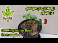 زراعة الريحان الايطالي من البذرة في المنزل       