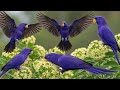 Relaxing Birdsong in the Forest | Peaceful Nature Sounds for Meditation, Sleep and Deep Calm