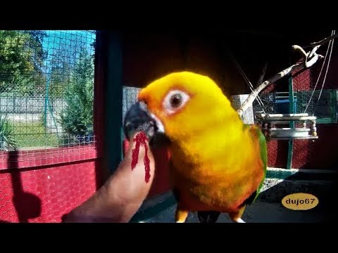 Jandaya parrot : I love - Luis Fonsi - Despacito