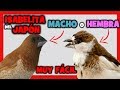 COMO SABER si una ISABELITA DEL JAPON es MACHO O HEMBRA 🐤 ISABELITA DE JAPON o MANON MACHO y HEMBRA