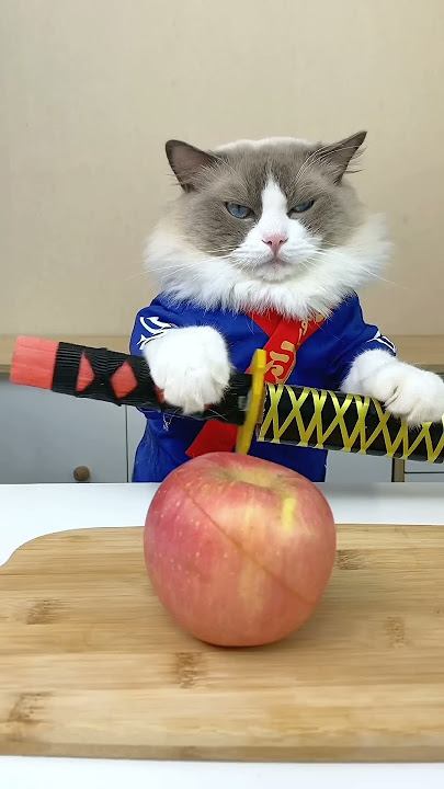 Time to show some real skills. #ThatLittlePuff #Puffanythingyoulike #catsofyoutube