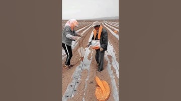 Peanut Farming Techniques #satisfying #shortsvideo