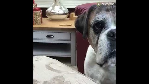 Game-loving boxer goes for high score by trying to eat 