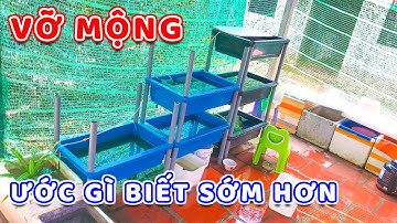 Mình Đã Vỡ Mộng Khi Nuôi Cá 7 Màu Guppy Bằng Khay Nhựa 3 Tầng