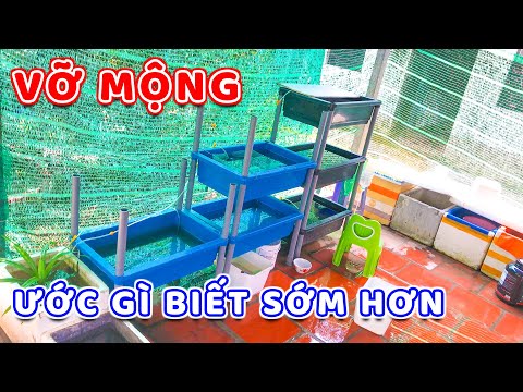 Video Mình Đã Vỡ Mộng Khi Nuôi Cá 7 Màu Guppy Bằng Khay Nhựa... - youtube