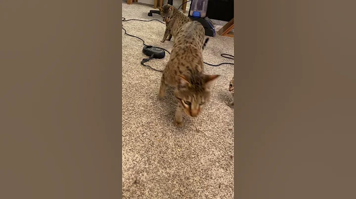 Video 11449171: savannah cats kittens, savannah cat walking, cute savannah cat, cat leash