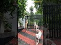 RAJAPALAYAM DOGS AND CARAVAN HOUND DOG