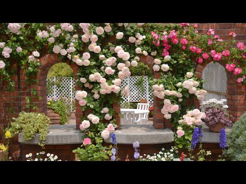 🌹💕ТОП Плетистых роз