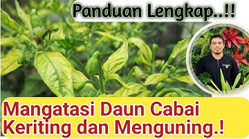 Cara Mengatasi daun keriting pada cabai, tomat, terong, dan tanaman lain, daun keriting pada cabai,