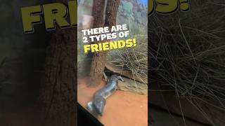 2 types of friends #vlog #animal #animalpark #australianwildlife #funny #animals #shorts #vlog