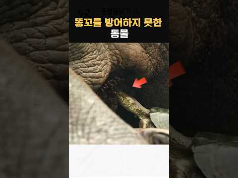 3톤짜리 동물도 방어할 수 없는 곳