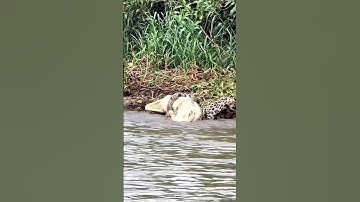 jaguar hunts crocodile very difficult #animals #viral
