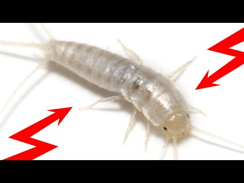 How To Get Rid of SILVERFISH Naturally Fast & Easily Yourself At Home