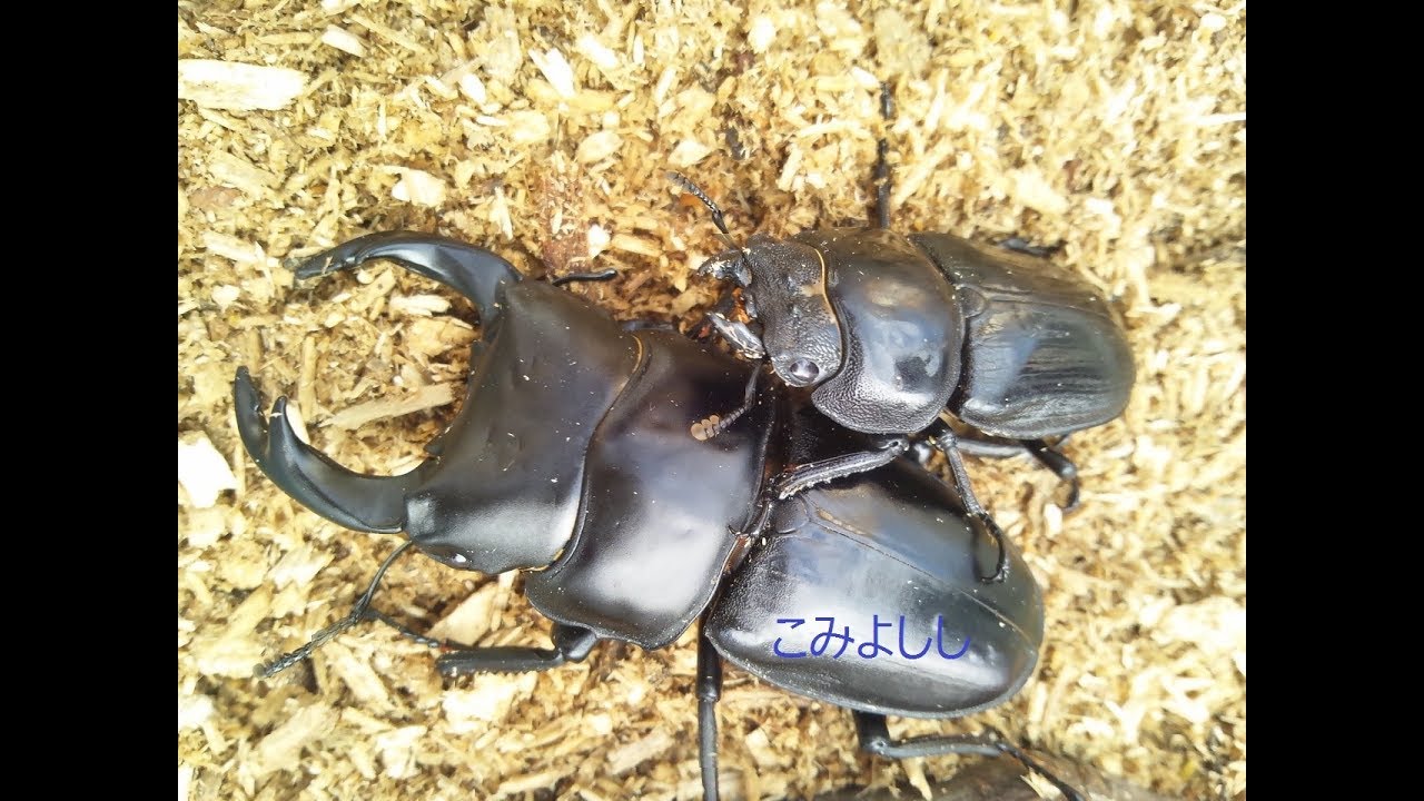 市場 フジコン クワガタ 昆虫 カブトムシ 標本LABO