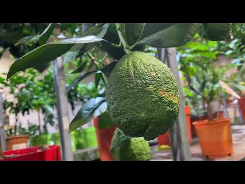 Обзор цитрусов: лимоны. Лимон Россо, Карубарро, Мейера - YouTube