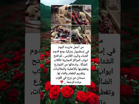 في إسطنبول بتركياومع قدوم الشتاء والبرد القارس تم فتح ابواب المراكز التجارية للكلاب الضال ةوادخالها