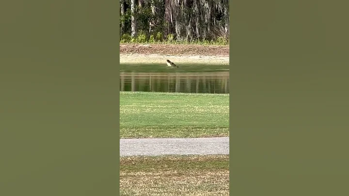 Alligator in Lakeland Florida.  Where the stronges...