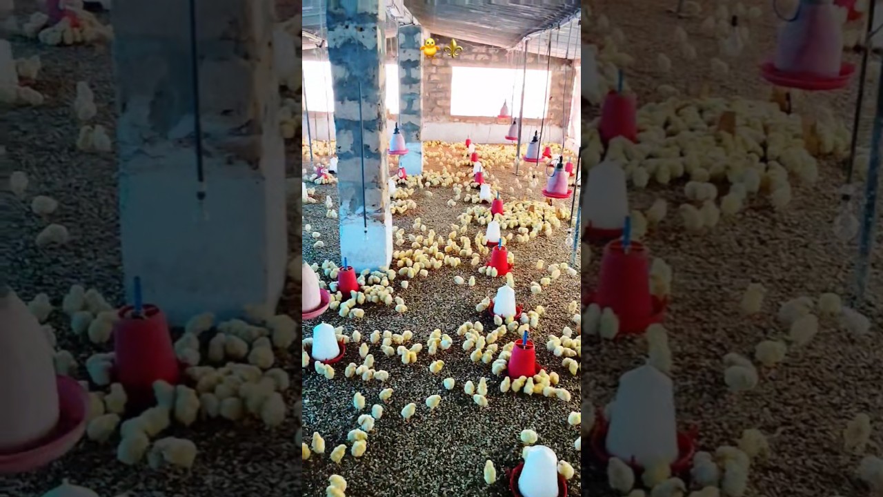 Boiler chicken farm 😱🐥 