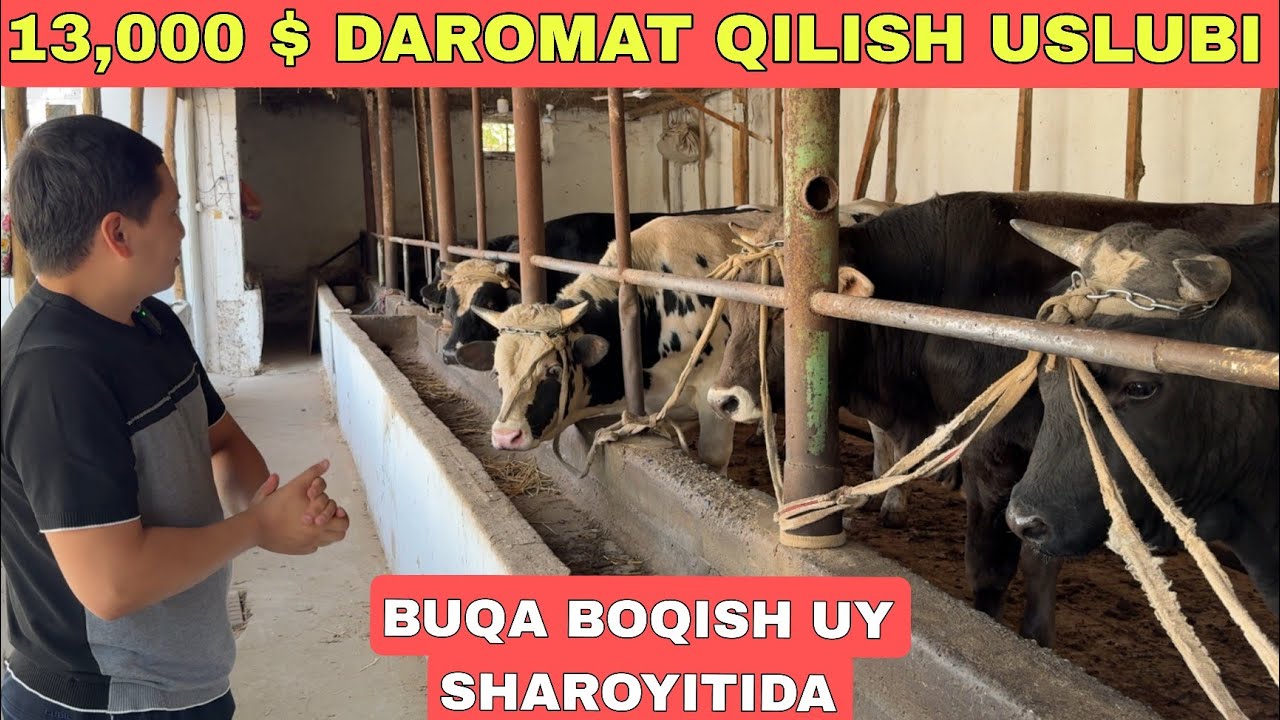 BUQA BOQIP 13,000$ DAROMAT QILGAN FERMER 