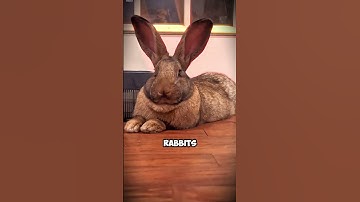 Meet The Flemish Giant Rabbit #FlemishGiantRabbit #GentleGiant #AdorableBunnies #RabbitLovers