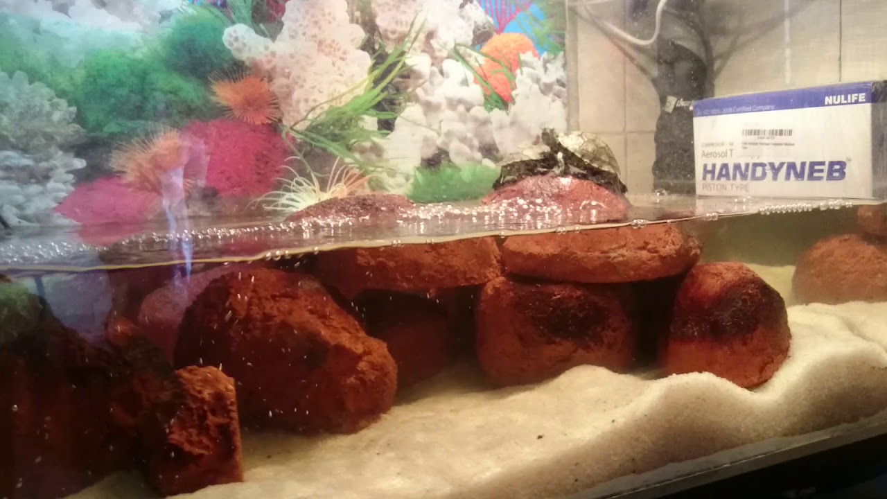 Turtle tank Basking light setup, less than 2. INR Rs 100. YouTube