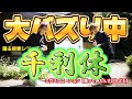 『千利休』 踊る授業シリーズ 【踊ってみたんすけれども】