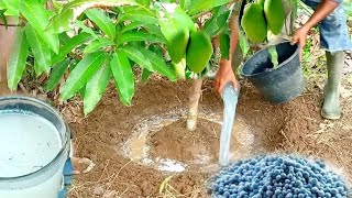Best Npk Fertilizer For Mango Trees | Best Fertilizer
