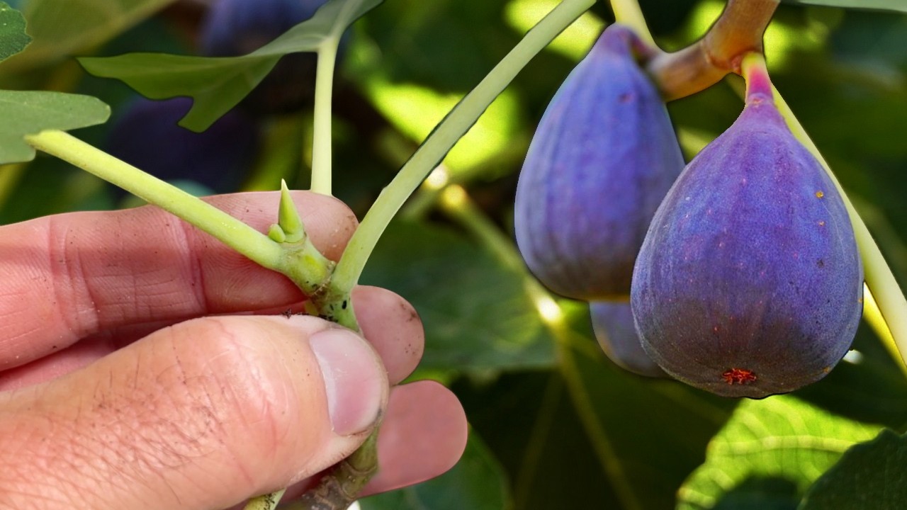 🟣Как вырастить инжир в горшках: черенками или воздушными отводками