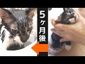 ノミだらけのお風呂でおとなしかった子猫が5ヶ月後に入浴したら意外な結果に！？-Second bath for  kitten.-#66