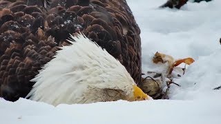 Decorah North Nest | Incubating during stormy weather- recap ~ 02-24-2019