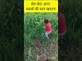 मक्के दी रोटी और सरसों दी साग 🔥 । cute baby farming । #cutebaby #enjoy #trending