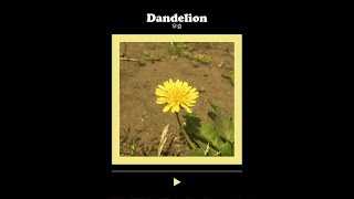 우효 OOHYO - 민들레  Dandelion Cover Event