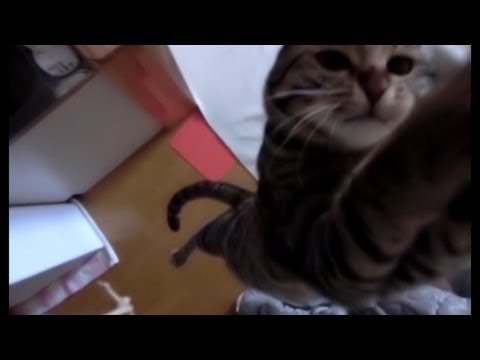 けしからん猫の跳躍力は歪みない。(ちょっと加工版)