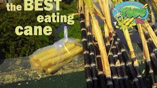 Finding the best sugarcane for eating. Which variety is best?