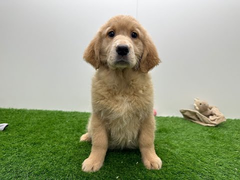 Video Golden Retriever