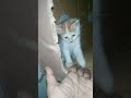 Fluffy Naughty Kitten Funny Playtime With Me #kitten #funnykitten #playtime #naughtykitten #fluffy