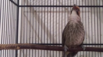 Mantaaap !!! Kicau Cucak Rowo Jantan Gacor Suara Lantang ROPEL