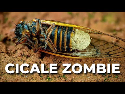 Hai mai sentito parlare di CICALE ZOMBIE?