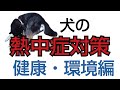 犬の熱中症対策「健康・環境編」