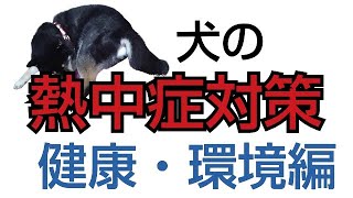 犬の熱中症対策「健康・環境編」