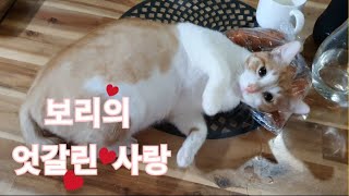 그녀의 엇갈린 사랑 - Her mixed love