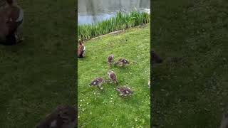 Goslings