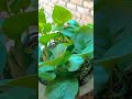 🌱मनी प्लांट से जुड़ी ये 5 बातें How to grow Money Plant fast🌱#MoneyPlant#GardenTips#indrajeetnarayan