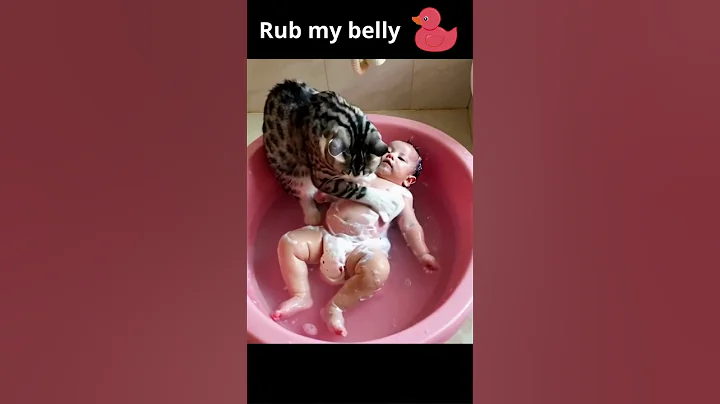 Video 5860551: bath wash, compilation, cat