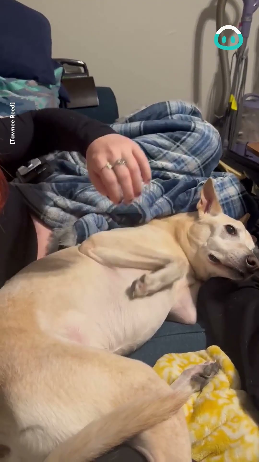 Doggo Doesn't Want Its Paws Touched || ViralHog