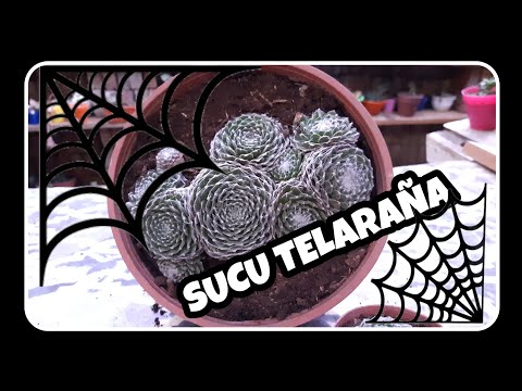 Video: Información de Sempervivum: aprenda sobre el cuidado y mantenimiento de Sempervivum