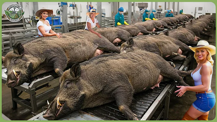 How Jamón Ibérico Is Made – Incredible Iberico Pig Farming For Luxury Meat