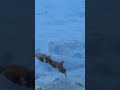 Tropical Fish 8K 🐠 Ocean Therapy