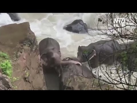 11 слонов погибли в водопаде, спасая слонёнка